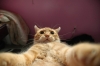 selfie çeken kedi