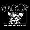 all cats are beautiful / #704452