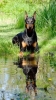 doberman / #772520