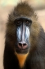 mandrill