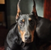 doberman