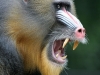 mandrill