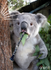 klarnet calan sarapci koala