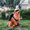 köpek / #949901