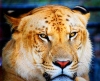 liger