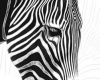 zebra / #894414