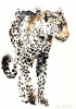 leopar