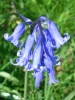 blue bells / #591030