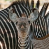 zebra