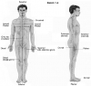 anatomik duruş pozisyonu / #593004