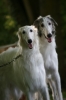 borzoi