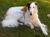 borzoi