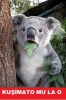 iv klarnet calan sarapci koala