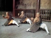 shaolin / #742800