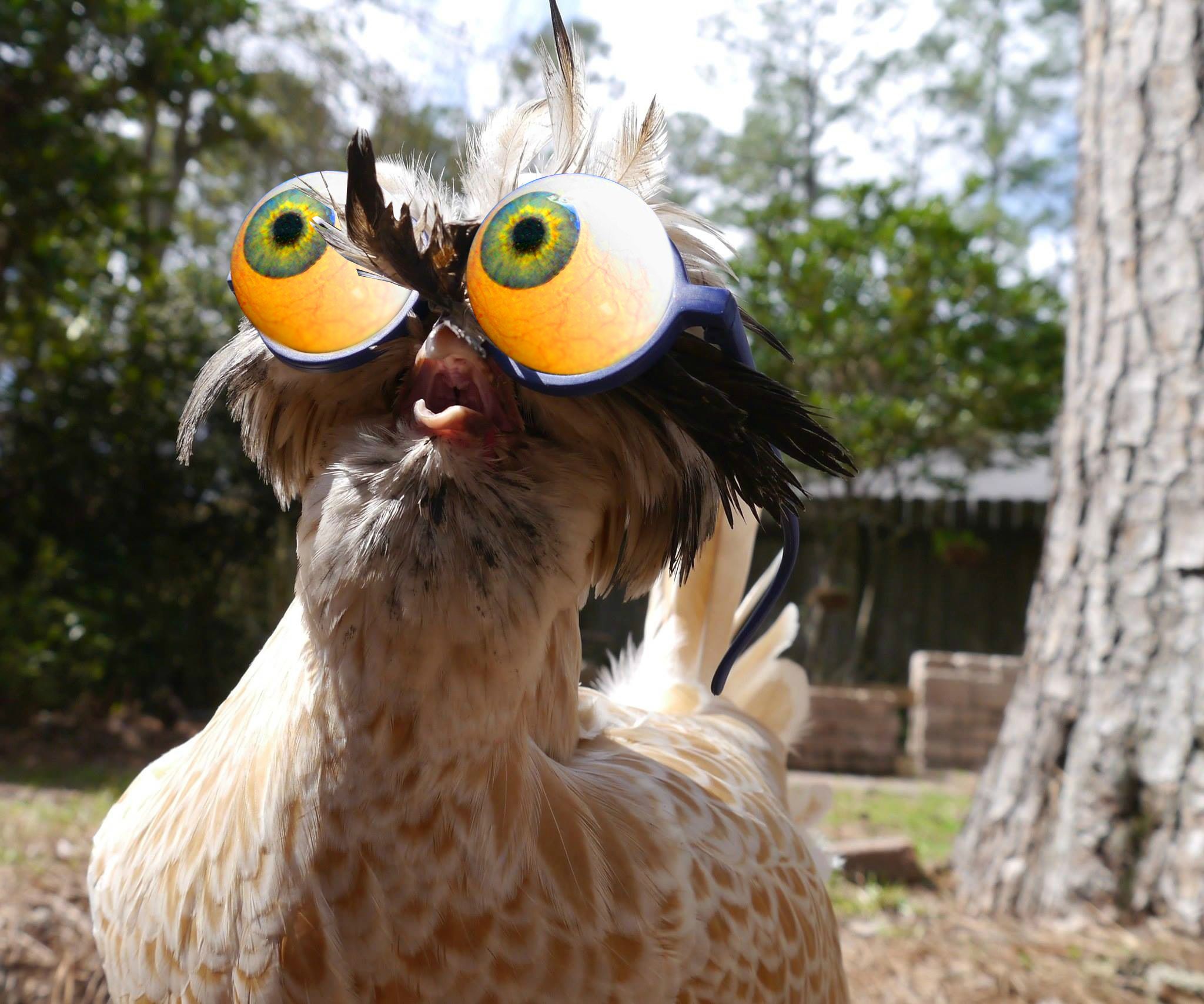 Видео про куриц. Смешные птицы. Смешная курица. Петух в очках. Крутая птица.