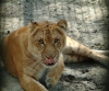 liger