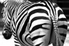 zebra / #894377