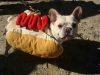 hot dog