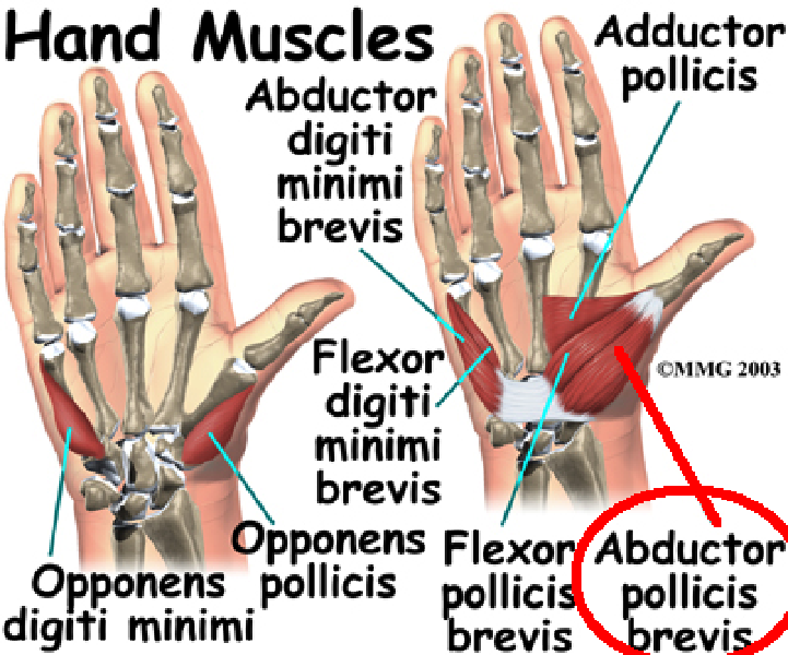 Flexor Pollicis Brevis Muscle 4689