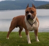 amerikan staffordshire terrier / #659542