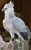 harpy eagle / #674893