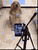 köpek / #897357