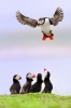 puffin