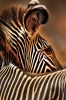 zebra / #875404